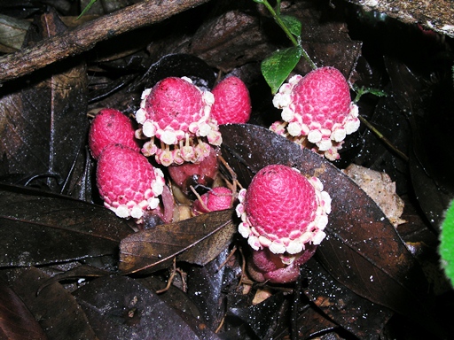 หน่อพสุธา Balanophora harlandii Hook.f.<br/>BALANOPHORACEAE